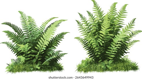 Conjunto de samambaia de escudo macio Polystichum setiferum e samambaia de avestruz Matteuccia strutiopteris, vegetação botânica, plantas de paisagismo jardim, ilustração de vetor de folhas de samambaia natural.