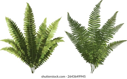 Set of soft shield fern Polystichum setiferum and ostrich fern Matteuccia struthiopteris, botanical greenery, garden landscaping plants, natural fern leaves vector illustration.