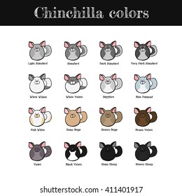 Set of some common chinchilla colors. Hand drawn chinchillas. Vector illustration.