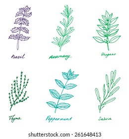 Set of some provence herbs: basil, rosemary, oregano, thyme, peppermint, salvia
