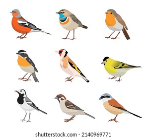 Set of songbirds isolated on white background. Chaffinch, bluethroat, robin, whinchat, goldfinch, siskin, wagtail, sparrow, shrike. Vector illustration