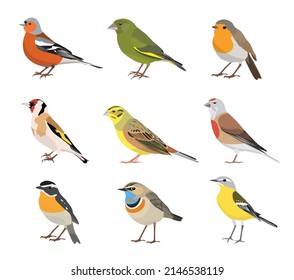 Set of songbirds isolated on white background. Chaffinch, bluethroat, robin, whinchat, goldfinch, greenfinch, yellow wagtail, linnet, yellowhammer. Vector illustration