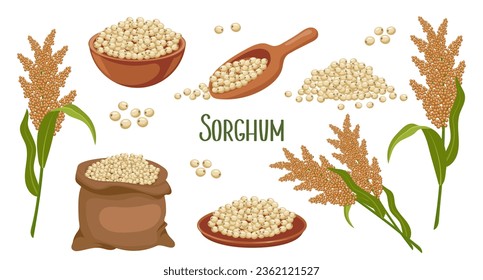 Set of sorghum grains and spikelets. Sorghum plant, sorghum grains in a plate, spatula and bag. Agriculture, design elements, vector