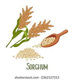Set of sorghum grains and spikelets. Sorghum plant, sorghum grains in a wooden paddle. Agriculture, design elements, vector