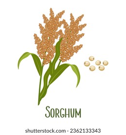 Set of sorghum grains and spikelets. Sorghum plant, sorghum grains. Agriculture, design elements, vector
