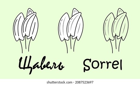 A set of sorrel fruit objects with the inscription "sorrel" in Russian and English. Simple vector illustration, eps