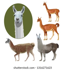 Set of South American animals: llama, guanaco, alpaca, vicuna. Vector illustration isolated on white background