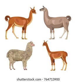 Set of South American farm animals - llama, guanaco, alpaca and vicugna. Vector illustration isolated on the white background