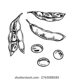 A set of soybeans with pods. Black and white vector graphic illustration. Isolate. Perfect for creating product labels, posters, banners, menus, and more.