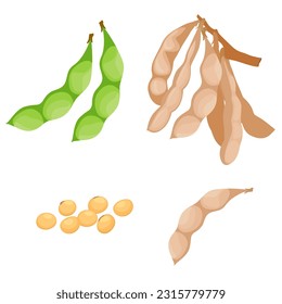 Set of soybeans with pods isolated on white background. vector illustration.