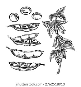 A set of soybeans with pods and a stem with leaves and pods. Black and white vector graphic illustration. Isolate. Perfect for creating product labels, posters, banners, menus, and more.