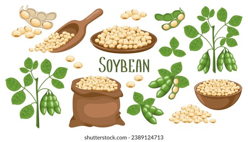 Set of soybeans. Soybean plant, soybeans in pods, in a canvas bag, bowl and wooden spoon. Food, agriculture. Illustration, vector