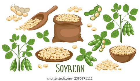 Set of soybeans. Soybean plant, soybeans in pods, in a canvas bag, bowl and wooden spoon. Food, agriculture. Illustration, vector