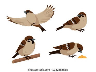 Set of sparrows in different poses isolated on white background. Collection of sparrow birds icons vector illustration.
