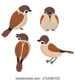 set of sparrows sitting in different positions. Vector image in a flat style on a white background.