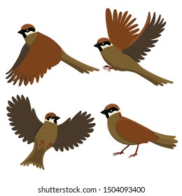 Set of sparrows. Vector graphics