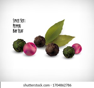 Set of spice Black pepper, Pink pepper, Green pepper, Bay leaf. Lettering Spice Set, Pepper, Bay Leaf. Spice Herb collection on vignette background. Vector illustration. 