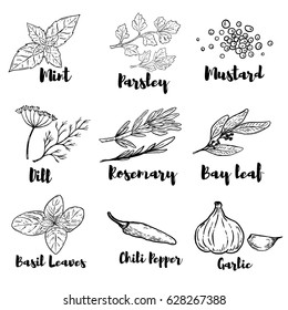 Set of spice and herbs illustrations isolated on white background. Design elements for poster, menu. Vector illustration