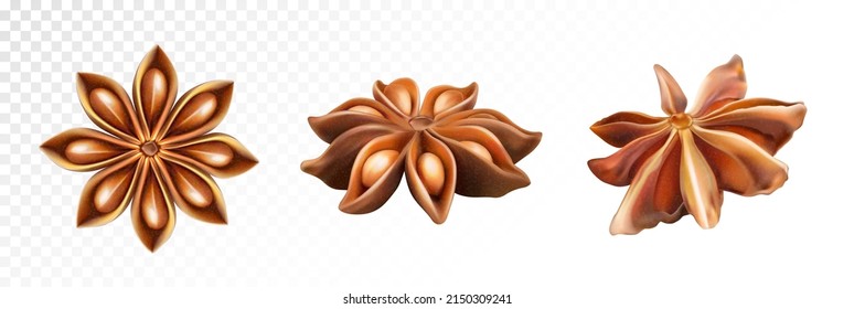 Set spice star anise. Vector illustration on a transparent backgro