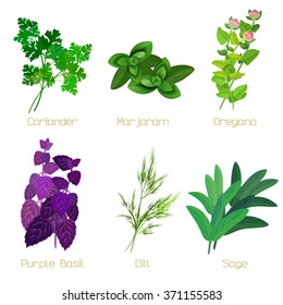 Set Spices Aromatic Herbs Used Cooking Stock Vector (Royalty Free ...