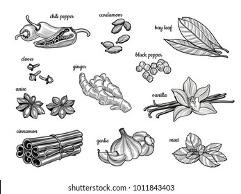 Set of spices. Black pepper, cinnamon, mint, cloves, chili pepper, vanilla, Bay leaf, star anise, garlic, cardamom, ginger. Isolated on white background. Vector illustration. Vintage style.