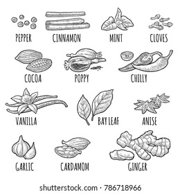 Set spices. Black pepper, cinnamon, mint, cloves, cocoa, poppy, chilli, vanilla, bay leaf, anise, garlic, cardamom, ginger. Isolated on white background. Vector black vintage engraving illustration.