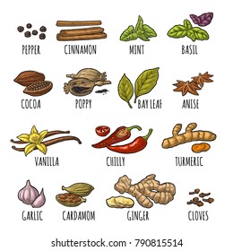 Set spices. Black pepper, cinnamon, turmeric, mint, cloves, cocoa, poppy, chilli, vanilla, bay leaf, anise, garlic, cardamom, ginger. Vector color vintage engraving illustration isolated on white