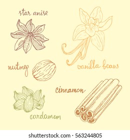 Set of spices: cinnamon, nutmeg, cardamom, vanilla, star anise. Isolated hand drawn spices in sketchy style. Colorful vintage background.