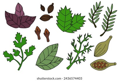 Set spices, condiments and herbs. Rosemary, Mint, Basil, Dill, Parsley, Cardamom, Clove, Bay Leaf, Coriander. Doodle collection icon, logo, stickers. Vector flat illustration.