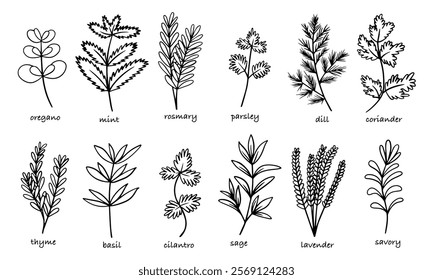 Set of spices, cooking herbs and seasonings in sketch style. Vector set of hand drawn cooking herbs 