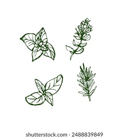 Set of spices for cooking. Vector green sketch illustration by hand, isolated objects. Fennel, basil leaf, rosemary herb isolated on white background.