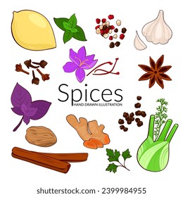 Set of spices. Hand drawn vector illustration. Tumeric, cinnamon, saffron, anise, basil, fennel, garlic, pepper, cloves and nutmeg and other. Perfect for use to create culinary  projects, branding