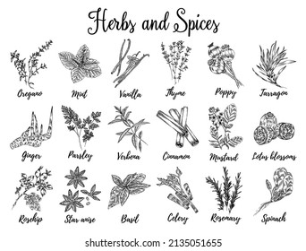 A set of spices, herbs and spices. A drawing in the style of an engraving. Vector for menu, restaurant,
food and kitchen design.
