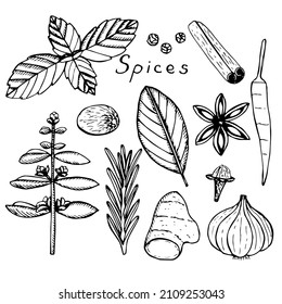 Conjunto de ilustraciones vectoriales de especias y hierbas, boceto de dibujo manual