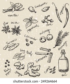 set of spices and herbs vector illustration 