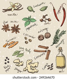 set of spices and herbs vector illustration 