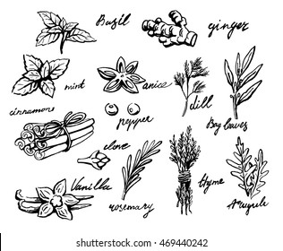 set of spices and herbs vector illustration