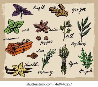 set of spices and herbs vector illustration