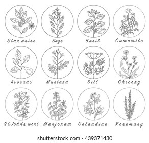 Set of spices, medicinal herbs and officinale healing plants icons. Hand drawn illustrations. Botanic sketches.