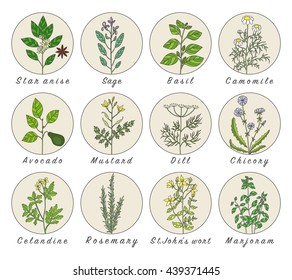 Set of spices, medicinal herbs and officinale healing plants icons. Hand drawn illustrations. Botanic sketches.