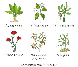 Set of spices, medicinal herbs and officinale healing plants icons. Hand drawn illustrations. Botanic sketches.