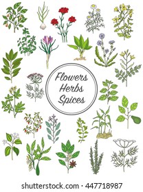 Set of spices, medicinal herbs and officinale healing plants icons. Hand drawn illustrations. Botanic sketches.