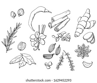 Set of spices. Organic and fresh spices. Stock illustration. Black and white color. Isolated white.