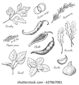 Set of spices in sketch style. Vector poster with a in a sketch style