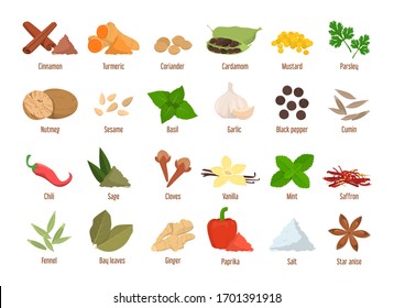 Set of spices vector isolated. Garlic, cinnamon and ginger. Cooking ingredients, aroma herbs. Mint and basil.