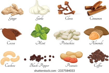 Set of spices vector isolated. Ginger,Garlic and cinnamon. Cooking ingredients and nuts clove cocoa mint pistachios almonds cashiw black pepper peanuts coffee