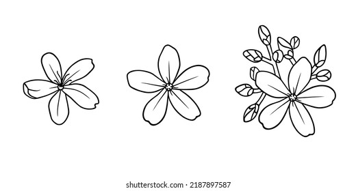 Set of spicy jatropha flower blossoms in line art. Beautiful isolated hand drawn botanical illustration