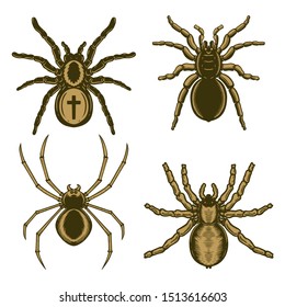 Set of spider illustration in engraving style. Halloween theme. Design element for poster, card, banner, emblem, sign. Vector illustration