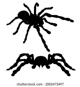 Set with spider silhouettes isolated on white background. Vector illustration