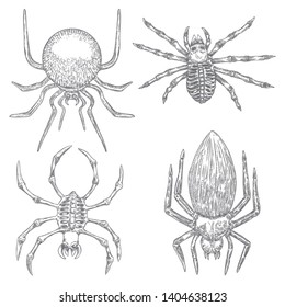 Set of spiders close up, big scary spiders isolated, poisonous insect , arachnophobia background, drawing tattoo design. Drawn witchcraft, voodoo magic attribute. Illustration for Halloween. Vector.